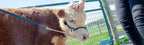 Derby Originals Rolled Leather Cattle Show Halter – Adjustable Fit with 48" Lead and 14" Chain, Small/Medium/Large – 1-Year Warranty