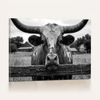 Black White Texas Longhorn Bull Canvas Wall Art, Western Ranch Cattle