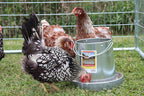 Miller Galvanized Hanging Chicken Feeder 12 lb Metal Poultry Feed Dispenser