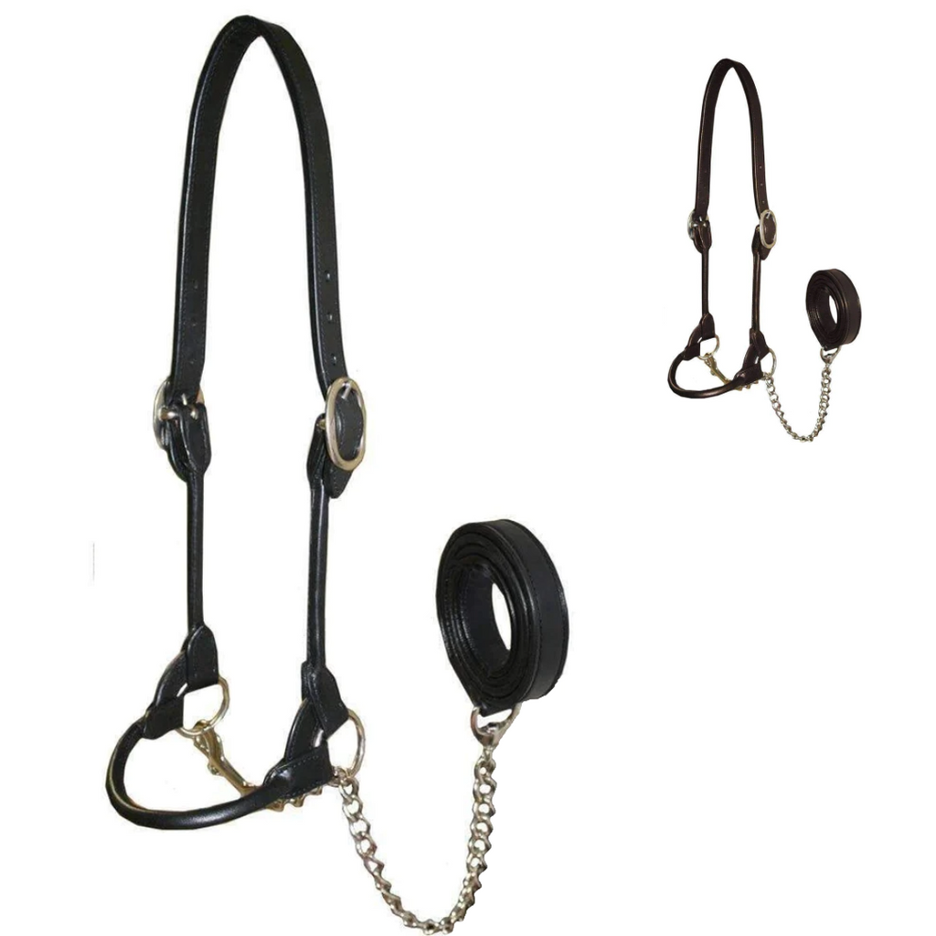 Derby Originals Rolled Leather Cattle Show Halter – Adjustable Fit with 48" Lead and 14" Chain, Small/Medium/Large – 1-Year Warranty
