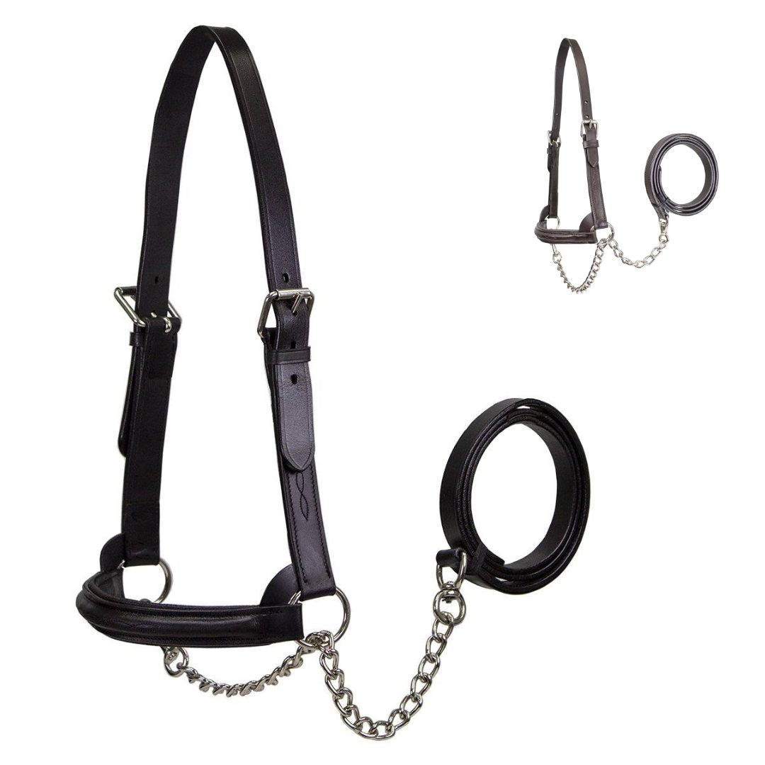 Derby Originals Premium Raised Padded Leather Cattle Show Halter, Small/Medium/Large, Adjustable Fit with 48" Lead and 14" Chain, Durable Hardware, 1-Year Warranty