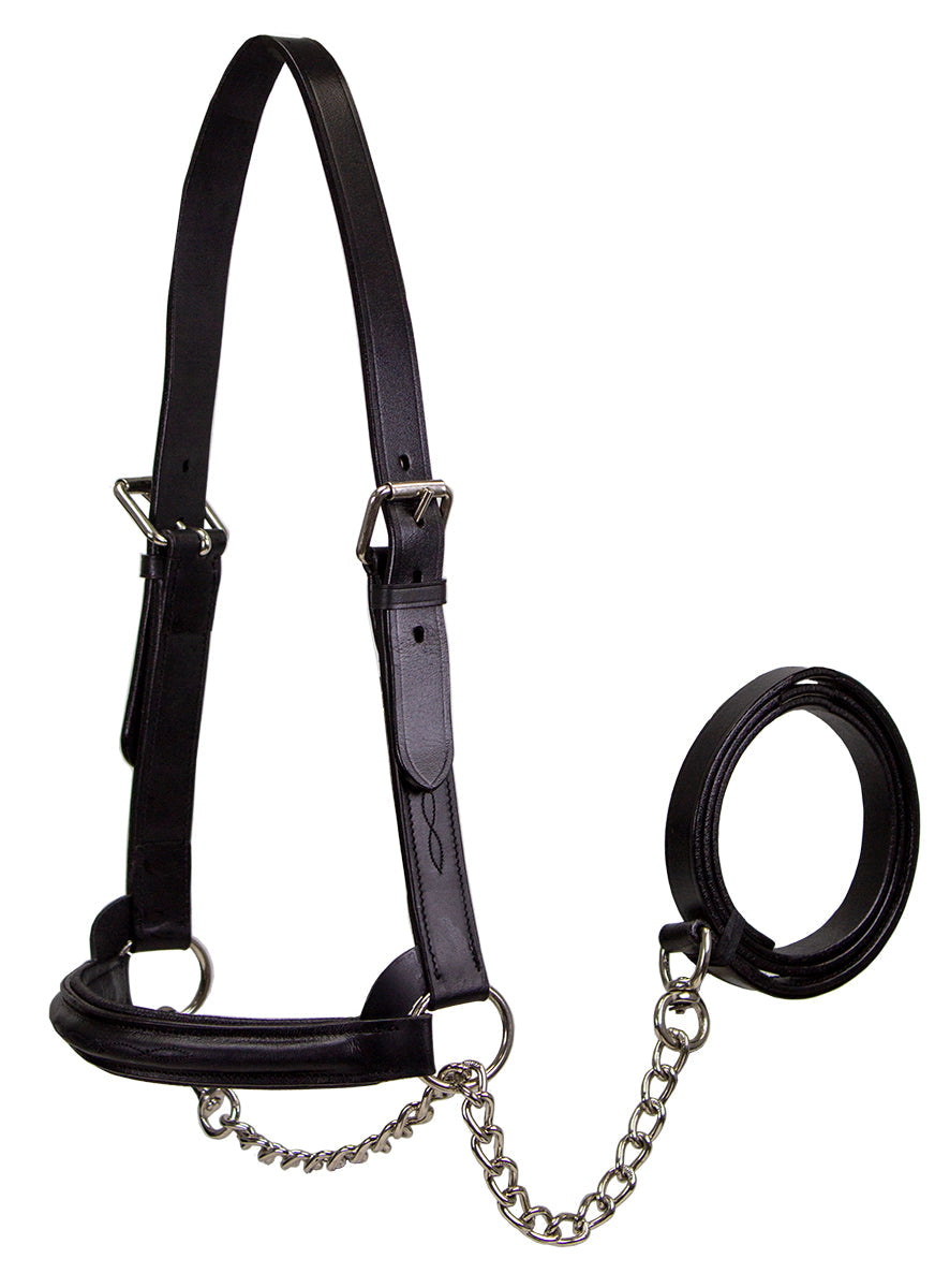 Derby Originals Premium Raised Padded Leather Cattle Show Halter, Small/Medium/Large, Adjustable Fit with 48" Lead and 14" Chain, Durable Hardware, 1-Year Warranty