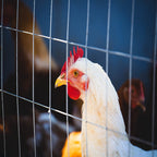 Wire Mesh Fence Roll 60in x 50ft, 1/2in x 1/2in 19GA Galvanized Steel Poultry Netting