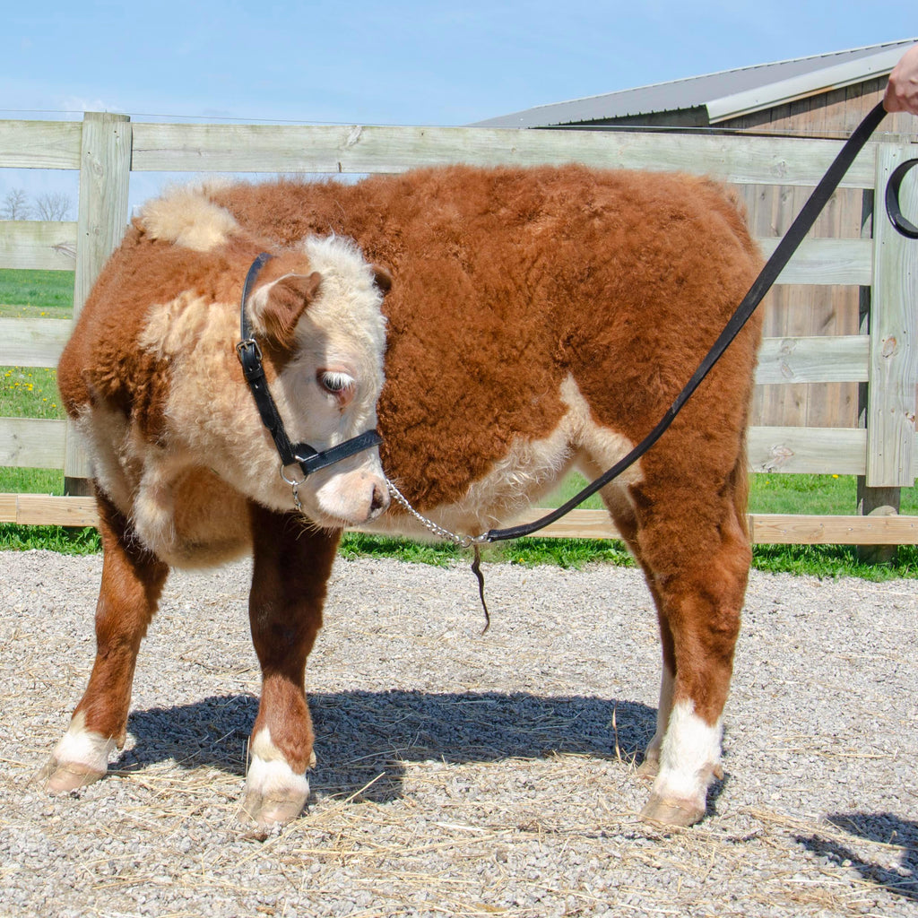 Derby Originals Premium Fancy Stitch Flat Leather Cattle Show Halter – Adjustable Fit with 48" Lead and 14" Chain, Small/Medium/Large – 1-Year Warranty