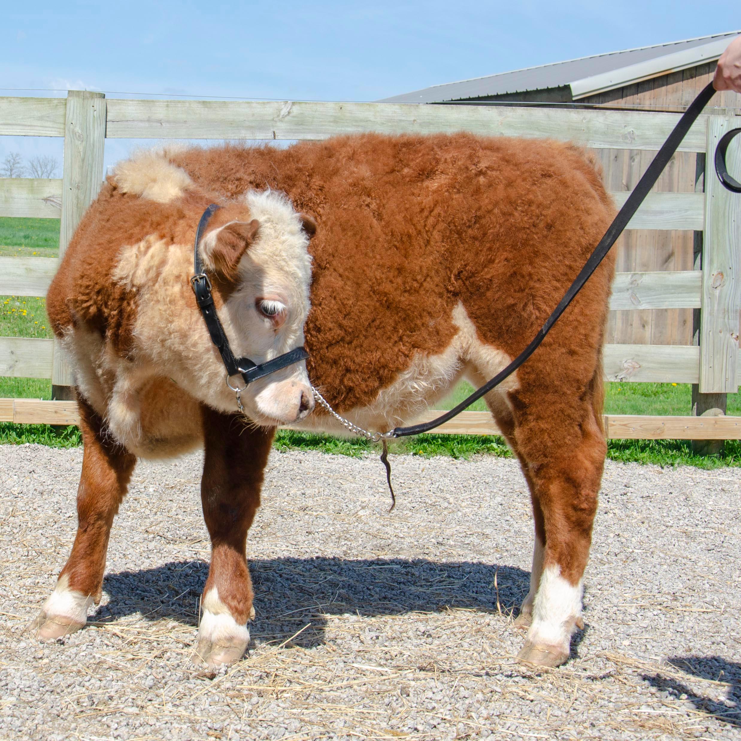 Derby Originals Premium Fancy Stitch Flat Leather Cattle Show Halter – Adjustable Fit with 48" Lead and 14" Chain, Small/Medium/Large – 1-Year Warranty