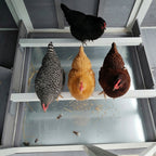 150" Extra Large Wooden Chicken Coop
