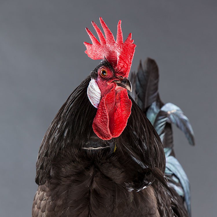 No-Crow Rooster Collar