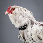 No-Crow Rooster Collar