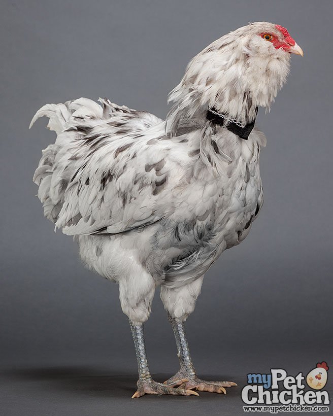 No-Crow Rooster Collar