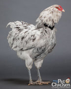 No-Crow Rooster Collar