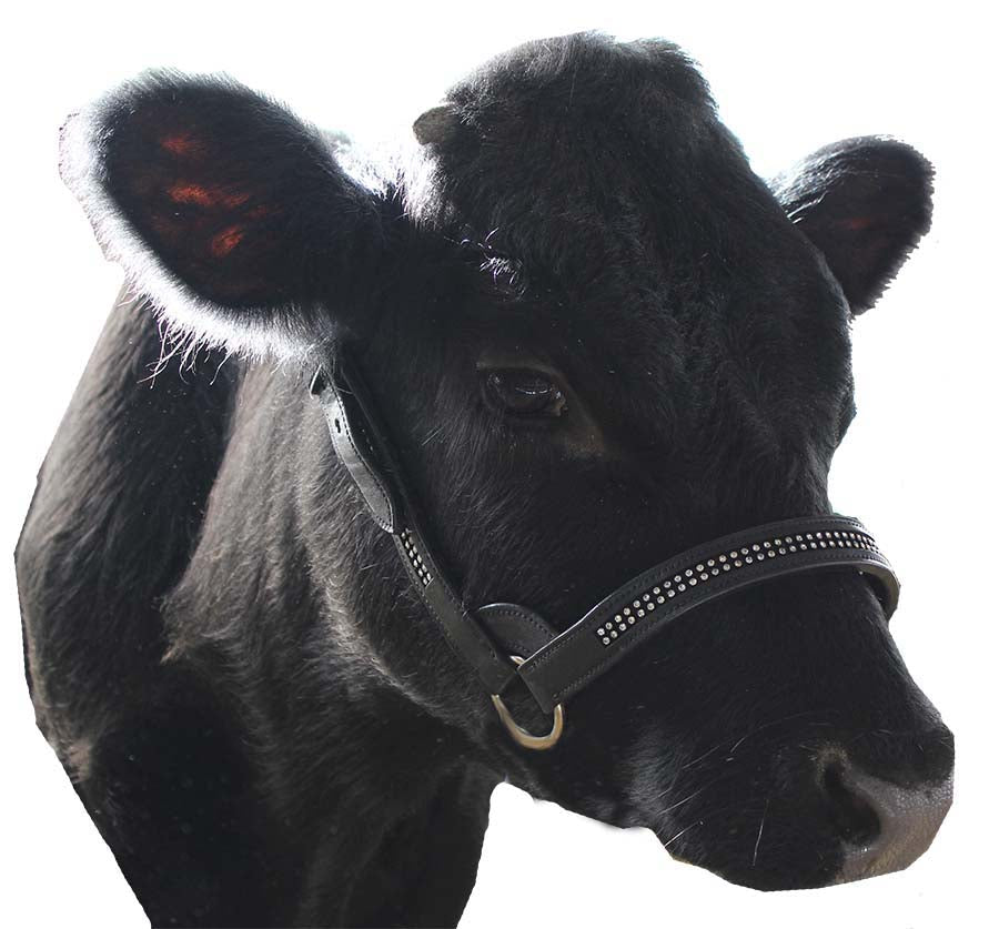Derby Originals New and Improved Premium Show Spotted Flat Leather Cattle Show Halter, Small/Medium/Large, Adjustable Fit with 48" Lead and 19.5" Chain, Elegant Show Spots, 1-Year Warranty