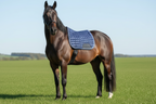 Blue Horse Saddle Pad  for Jumping with Ear Bonnet, Bell Boot