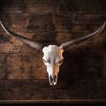 ADG42 Decorative Steer Skull and Horns Western Wall Decor