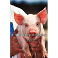 Modern Pig Keeping - Paperback
