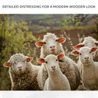Curious Sheep Canvas Wall Art