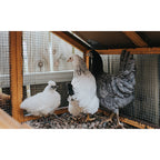 Wire Mesh Fence Roll 60in x 50ft, 1/2in x 1/2in 19GA Galvanized Steel Poultry Netting
