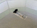 Hen Pen Deluxe Pop-Up Chick Brooder