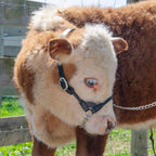 Derby Originals Rolled Leather Cattle Show Halter – Adjustable Fit with 48" Lead and 14" Chain, Small/Medium/Large – 1-Year Warranty