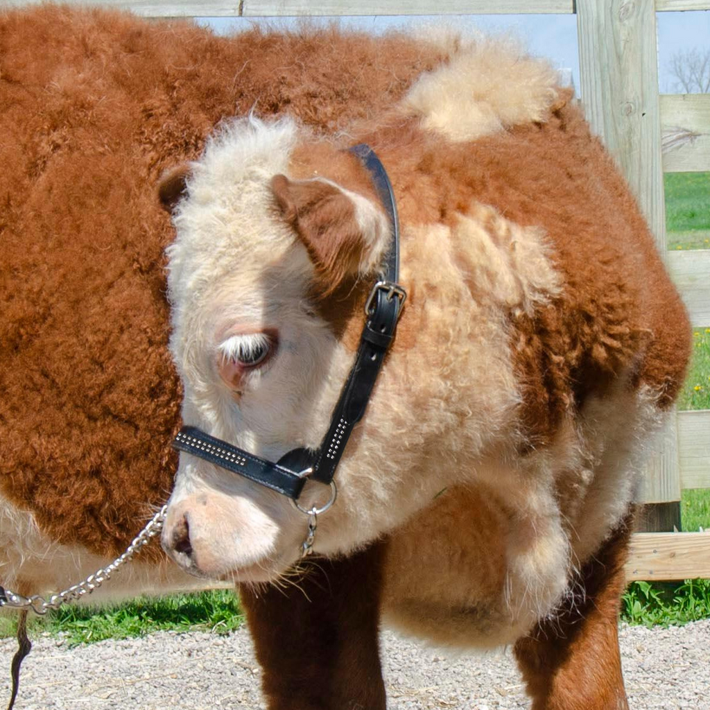 Derby Originals New and Improved Premium Show Spotted Flat Leather Cattle Show Halter, Small/Medium/Large, Adjustable Fit with 48" Lead and 19.5" Chain, Elegant Show Spots, 1-Year Warranty