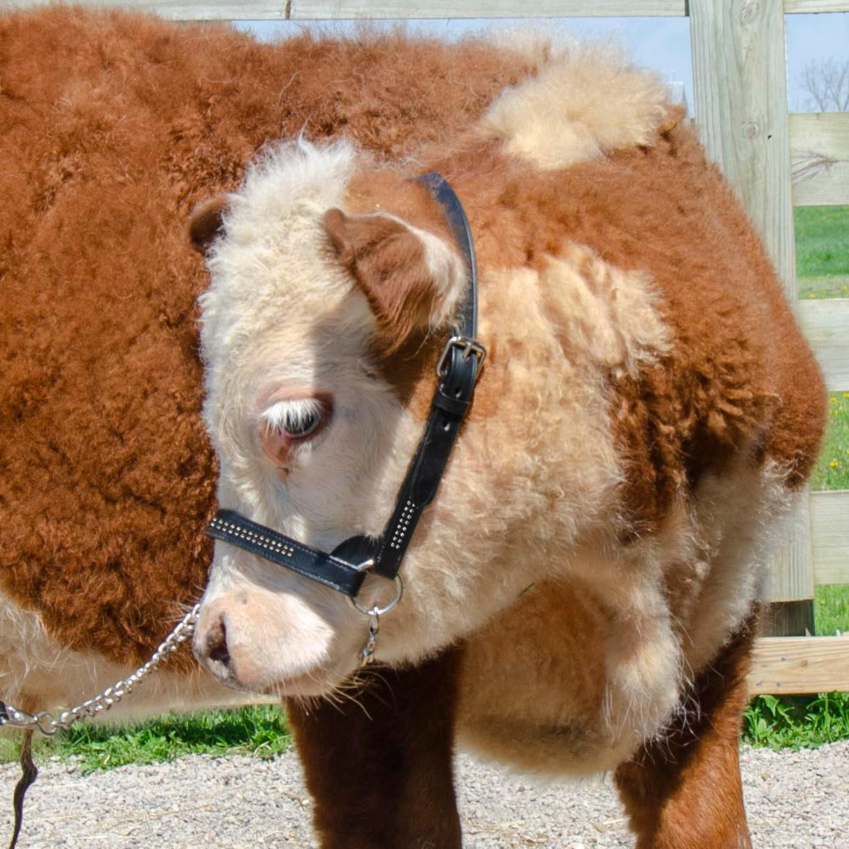 Derby Originals New and Improved Premium Show Spotted Flat Leather Cattle Show Halter, Small/Medium/Large, Adjustable Fit with 48" Lead and 19.5" Chain, Elegant Show Spots, 1-Year Warranty