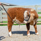 Derby Originals New and Improved Premium Show Spotted Flat Leather Cattle Show Halter, Small/Medium/Large, Adjustable Fit with 48" Lead and 19.5" Chain, Elegant Show Spots, 1-Year Warranty