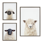 Sylvie Sheep Bangs Portrait, Animal Studio Black Nosed Sheep and Dorper Sheep Framed Canvas Art Set by Amy Petrson Art Studio