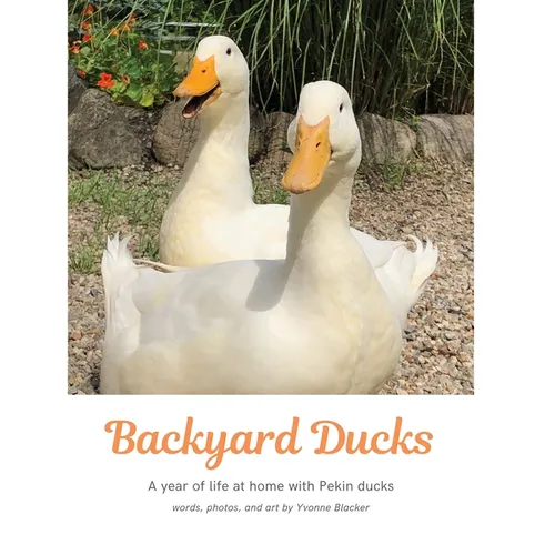 Backyard Ducks: A year of life at home with Pekin ducks - Hardcover