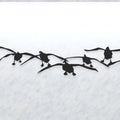 Steel Flock of Incoming Canada Geese | Wall Art